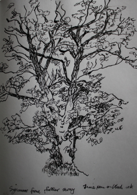 sycamore in pen and ink